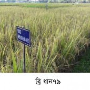 ব্রিধান ৭৯